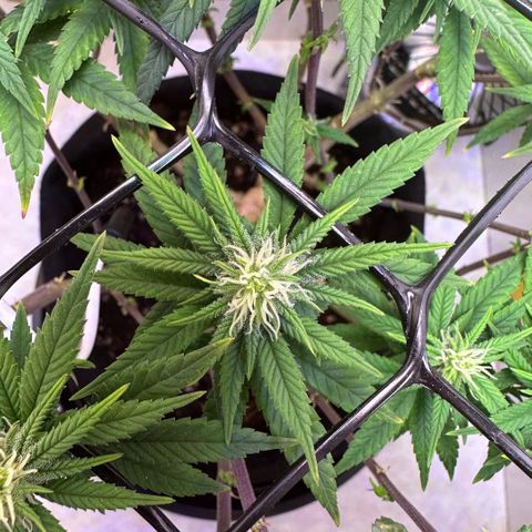 Amnesia Haze growlog timeline photo