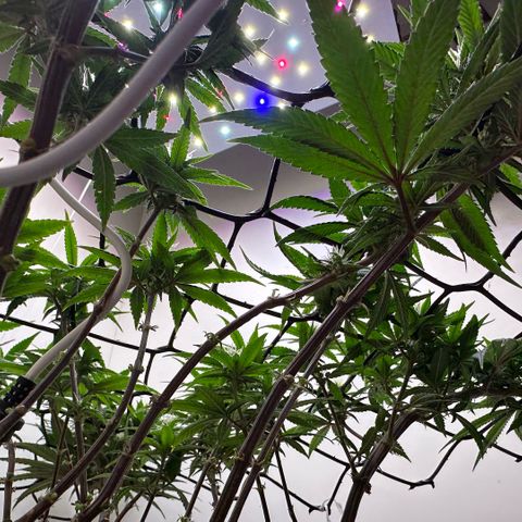 Amnesia Haze growlog timeline photo