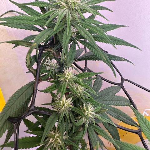 Amnesia Haze growlog timeline photo