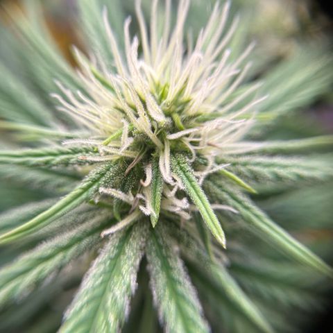 Amnesia Haze growlog timeline photo