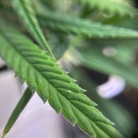 Amnesia Haze growlog timeline photo