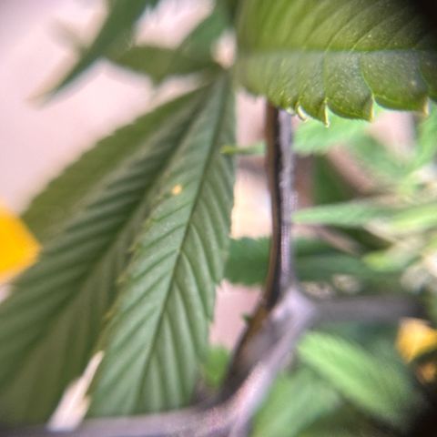 Amnesia Haze growlog timeline photo