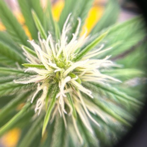 Amnesia Haze growlog timeline photo