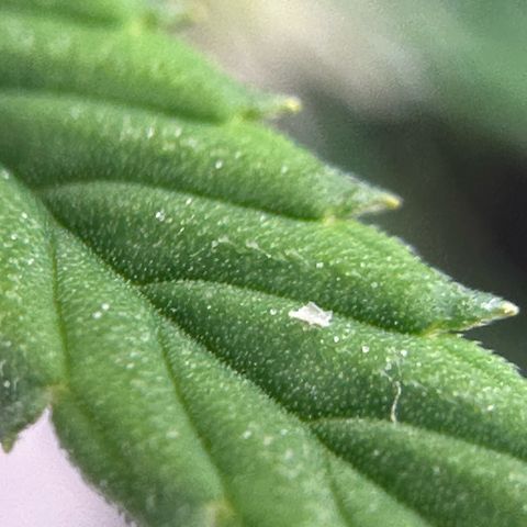 Amnesia Haze growlog timeline photo
