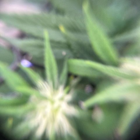 Amnesia Haze growlog timeline photo