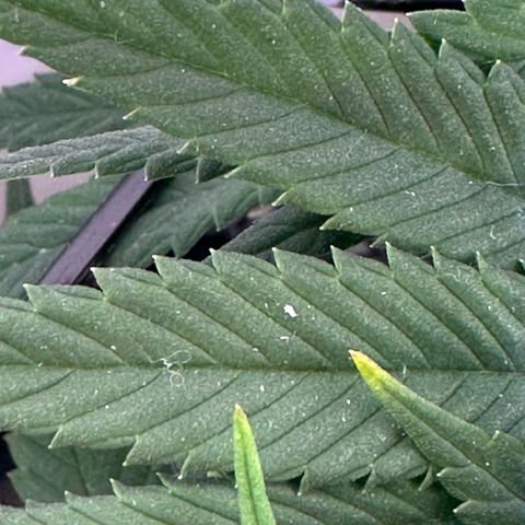 Amnesia Haze growlog timeline photo