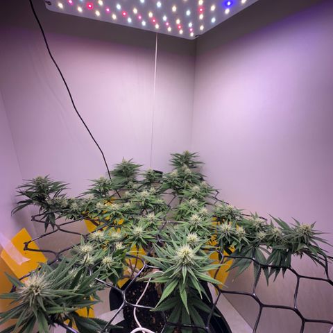 Amnesia Haze growlog timeline photo