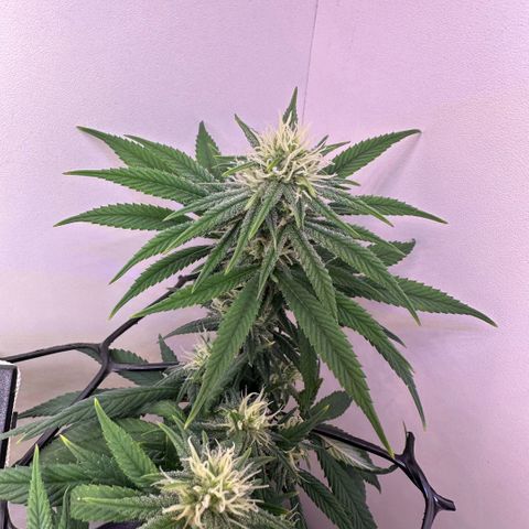 Amnesia Haze growlog timeline photo