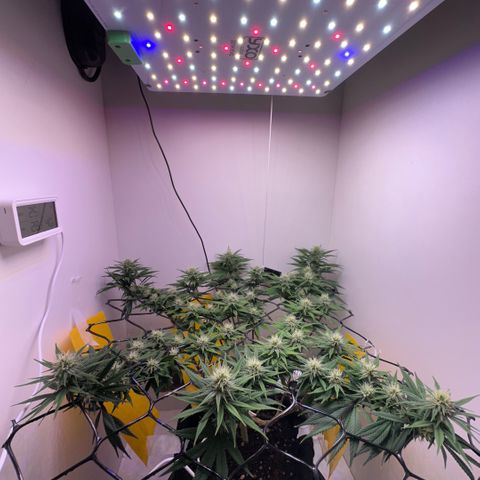 Amnesia Haze growlog timeline photo