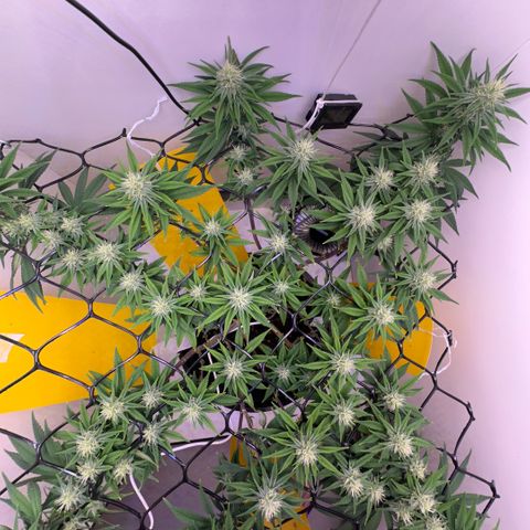 Amnesia Haze growlog timeline photo