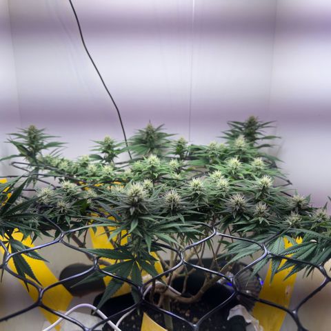 Amnesia Haze growlog timeline photo