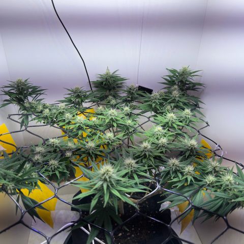Amnesia Haze growlog timeline photo
