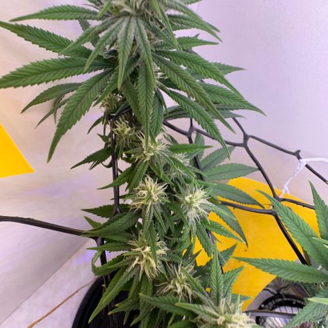 Amnesia Haze growlog timeline photo