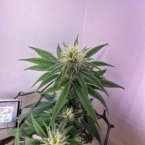 Amnesia Haze growlog timeline photo