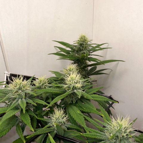 Amnesia Haze growlog timeline photo