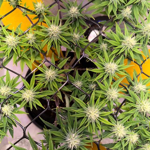 Amnesia Haze growlog timeline photo