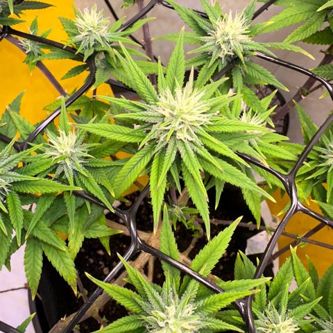 Amnesia Haze growlog timeline photo
