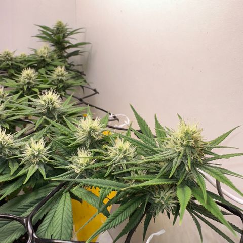 Amnesia Haze growlog timeline photo