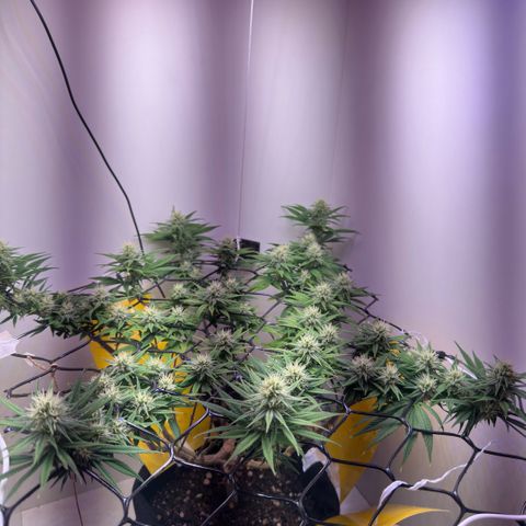 Amnesia Haze growlog timeline photo