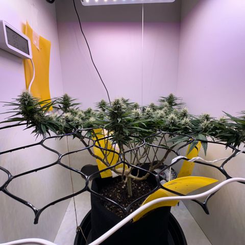Amnesia Haze growlog timeline photo