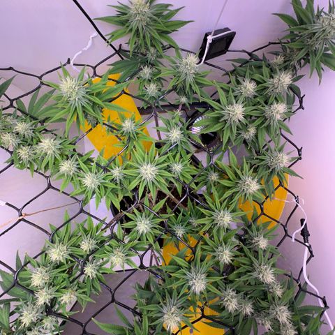 Amnesia Haze growlog timeline photo