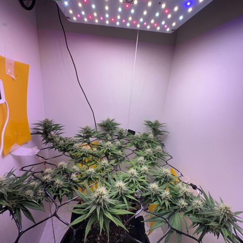 Amnesia Haze growlog timeline photo