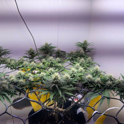 Amnesia Haze growlog timeline photo