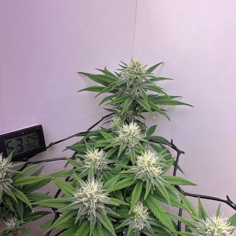 Amnesia Haze growlog timeline photo