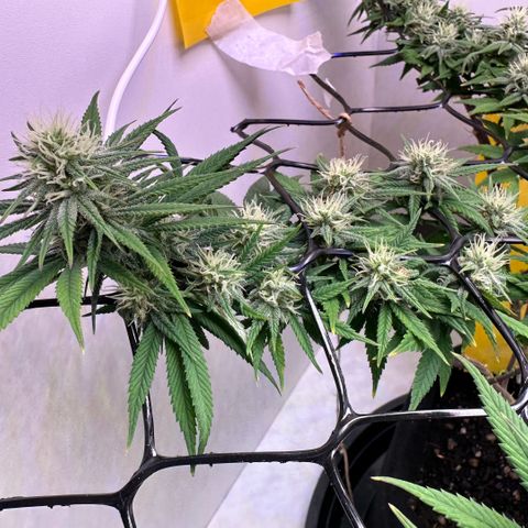 Amnesia Haze growlog timeline photo