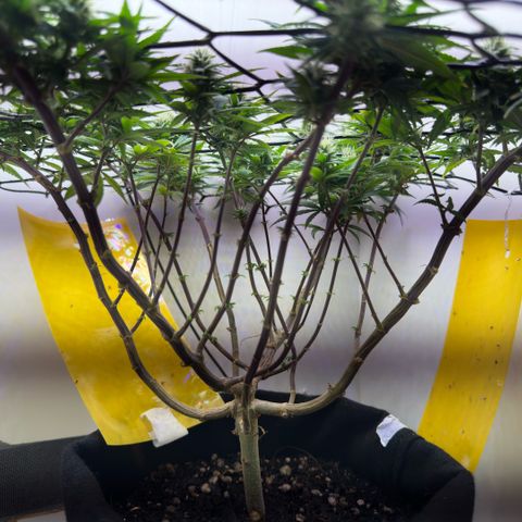 Amnesia Haze growlog timeline photo