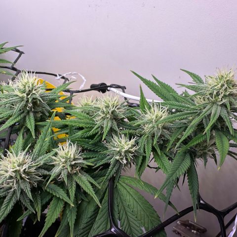 Amnesia Haze growlog timeline photo