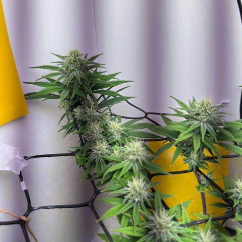 Amnesia Haze growlog timeline photo