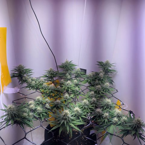 Amnesia Haze growlog photo: Lindas 