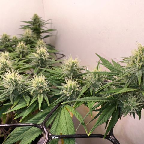 Amnesia Haze growlog photo: Lindas 