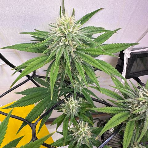 Amnesia Haze growlog photo: Lindas 