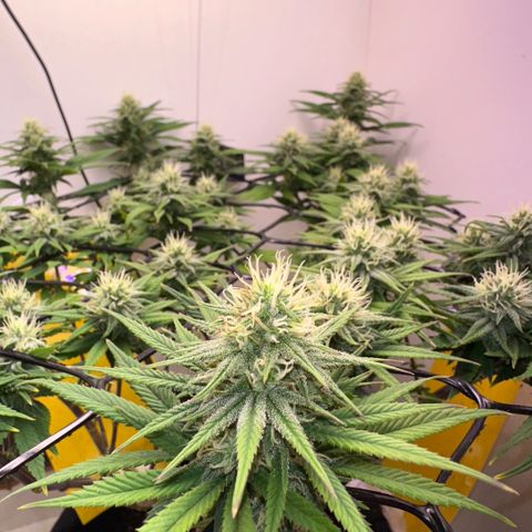 Amnesia Haze growlog photo: Lindas 