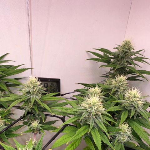 Amnesia Haze growlog photo: Lindas 