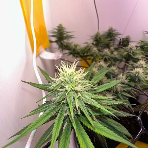 Amnesia Haze growlog photo: Lindas 