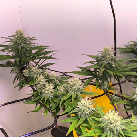 Amnesia Haze growlog photo: Lindas 
