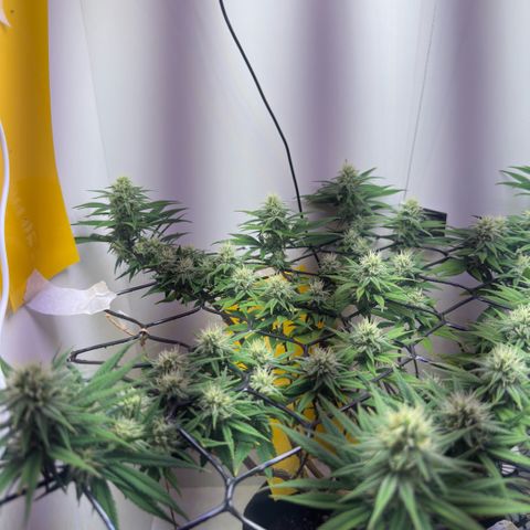 Amnesia Haze growlog photo: Lindas 