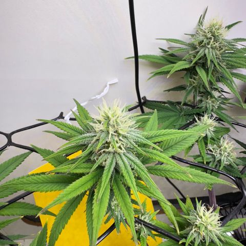 Amnesia Haze growlog photo: Lindas 