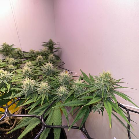 Amnesia Haze growlog photo: Lindas 