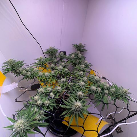 Amnesia Haze growlog photo: Lindas 