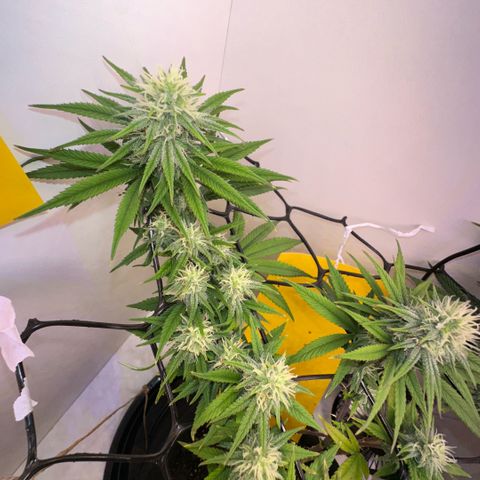 Amnesia Haze growlog photo: Lindas 