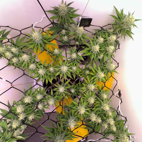 Amnesia Haze growlog photo: Lindas 