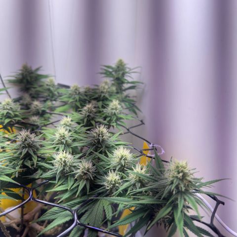 Amnesia Haze growlog photo: Lindas 