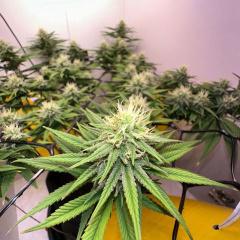 Amnesia Haze growlog photo: Lindas 
