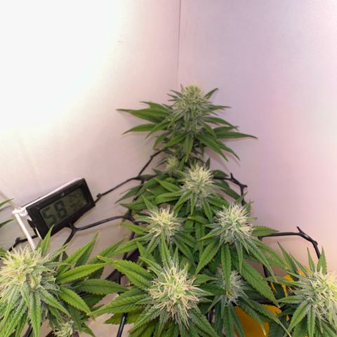 Amnesia Haze growlog photo: Lindas 
