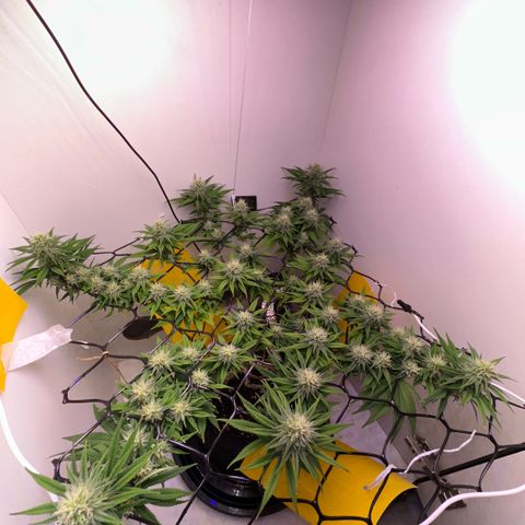 Amnesia Haze growlog photo: Lindas 
