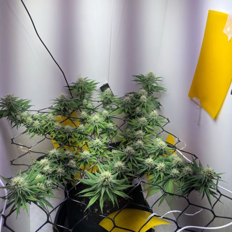 Amnesia Haze growlog timeline photo